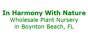 In Harmony with Nature Plant Nursery | Bromeliad (Aechmea)