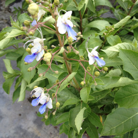 Clerodendrum (Blue Butterfly)